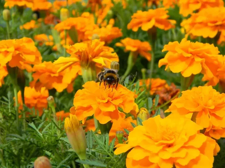 Cresta Orange Marigold 25 Seeds For Garden Planting USA Seller - £8.22 GBP