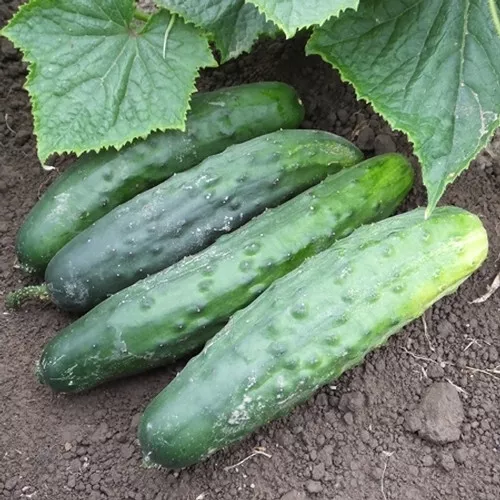 25 Seeds Marketmore 76 Cucumbers Edible Fresh USA Fast Shipping - $16.50