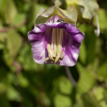 Cup And Saucer Vine Purple - 16 Seeds - $24.81