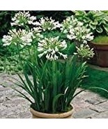 Agapanthus africanus Seeds 'Fireworks African Lily 'Strawberry ice' 200 ... - $14.30