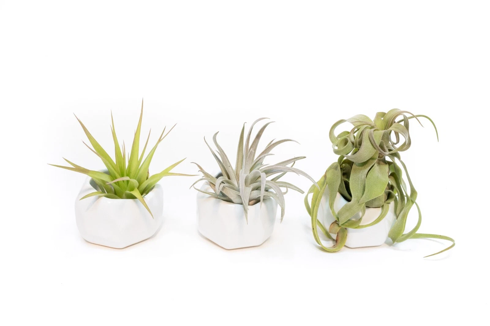White Ceramic Holder with Custom Air Plant - Easy Indoor Outdoor Succulent - $29.71