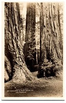 #4. Forest Giants Mt. Tamalpais and Muir Woods California RPPC Postcard - £11.64 GBP