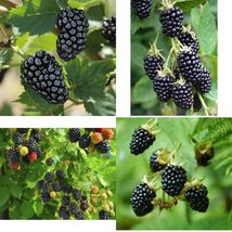Live plant  - Blackberry - &#39;Sweetie Pie&#39; thornless - Rubus fruticosa - Garden - £30.67 GBP