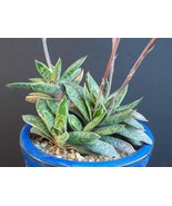 BRN Gasteria Liliputana Exotic Miniature Succulent Cactus Aloe Seed 20 S... - $18.62