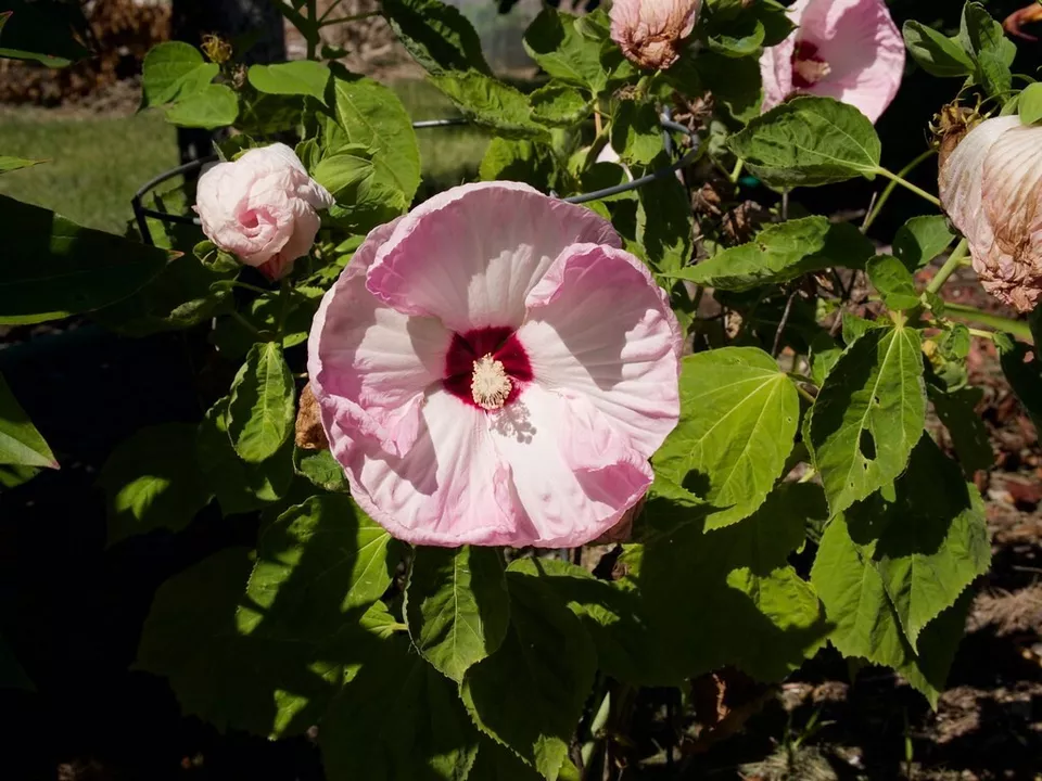 10 Seeds Luna Pink Swirl Hardy Hibiscus Flower - £8.05 GBP