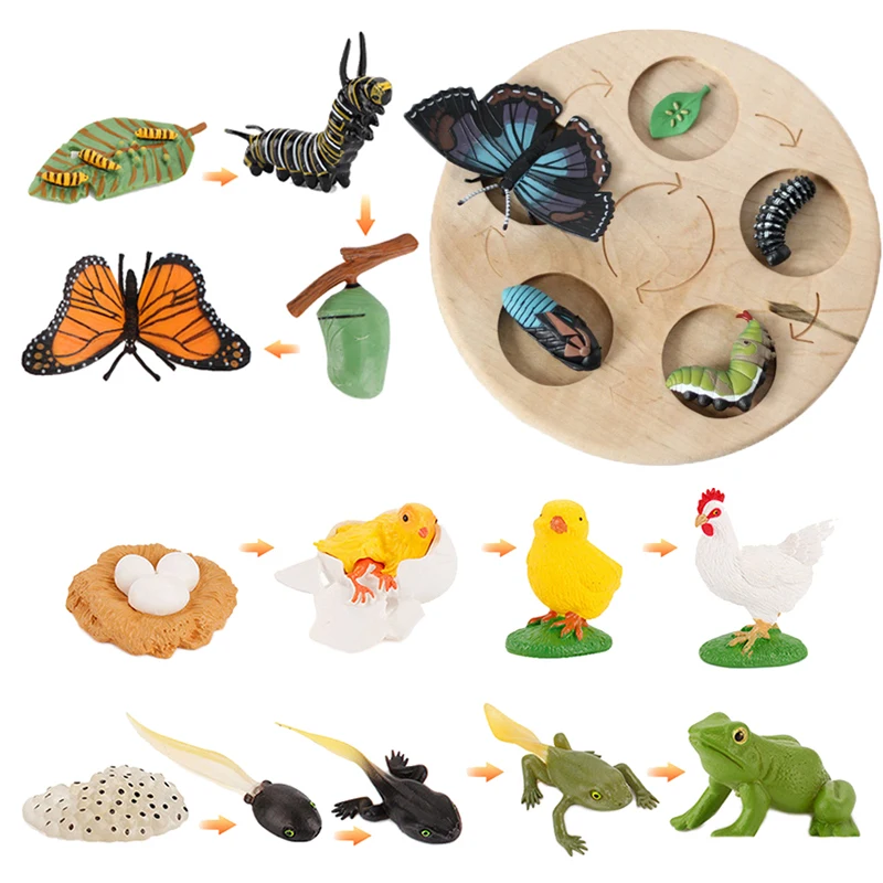 Animal Life Cycle Board Children Educational Toys Montessori Teaching Aids Plant - £8.18 GBP+