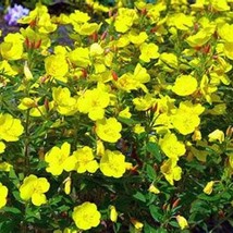 200 Evening Primrose Flower Seeds Yellow Flower Fast Ship Fresh USA SELLER - $14.25