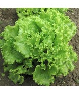 Green Salad Bowl Loose Leaf Lettuce 600 - 8,000 Seeds AAS Heirloom Improved - $2.12 - $7.56
