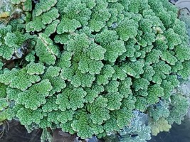 Azolla (duckweed fern, fairy moss) For KOI pond and Aquariums 150 Plant - $18.00