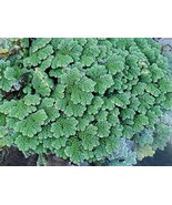 Azolla (duckweed fern, fairy moss) For KOI pond and Aquariums 150 Plant - $18.00