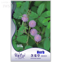 Mimosa Pudica Sensitive Plant Foliage Plant, Original , 35 Seeds, orname... - £5.66 GBP