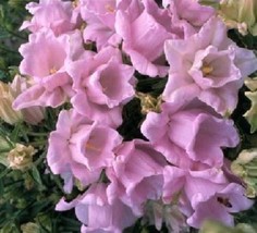 120 Campanula Bells Pink Doubles Perennial Rabbit Resist Flower Seeds Ga... - $12.23