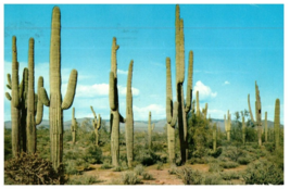 The Saguaro Or Giant Cactus Found Only In Arizona Cactus Postcard Posted 1960 - £7.08 GBP