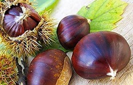 THJAR 6 Chestnut Tree Seeds - $31.98