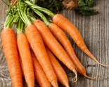 200 Tendersweet Carrot Seeds  Non Gmo Heirloom Organic Fresh Fast Shipping - $8.99