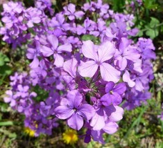 75 Moneyplant Lunaria annua Flower Seeds  - £5.21 GBP