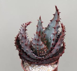 5 Seeds ALOE aculeata v crousiana Succulent Plant Garden Plants Item image 3