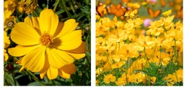 300 Seeds! Cosmos CREST GOLD DWARF Summer-Fall Blooms Pollinators Seeds - £21.62 GBP