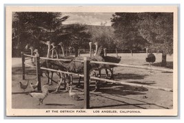 Ostrich Farm Los Angeles California CA UNP WB Postcard Z9 - $1.93