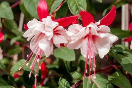 400 Seeds Fuchsia Seeds Rose Red White Double Flowers - $16.45