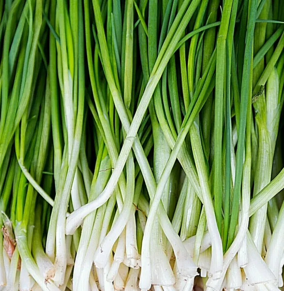 1,200+ Green Onion Seeds: Tokyo Long White Bunching, Scallion Bulk Fresh... - £8.60 GBP