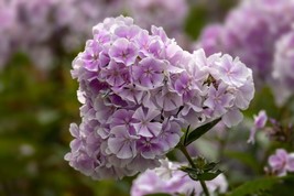 Seeds USA Seller 100 Franz Schubert Phlox Seeds Planting - £8.46 GBP