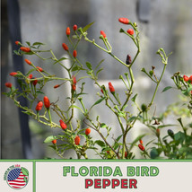 40 Florida Bird Pepper Seeds Chile Pequin Heirloom Non Gmo Genuine Usa USA Selle - £7.86 GBP