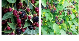 150+ Blackberry Seeds (Rubus Ursinus) Thornless Bush Sweet Fruit Vine - $27.99