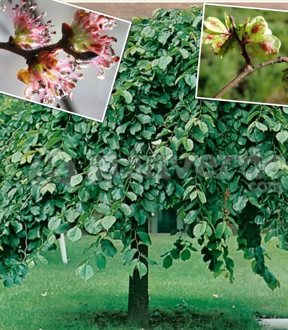 25+ Elm  Tree  Seeds (Ulmus americana) Organic,  Heirloom Harvested 03/2025 - $4.22