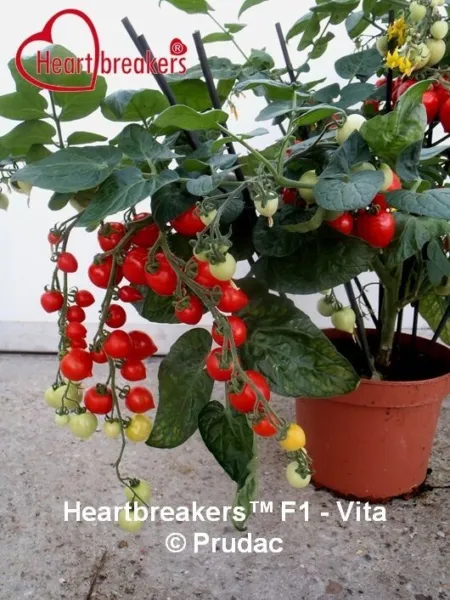 Tomato Seeds Heartbreakers™ Vita F1 Cherry Tomato Seeds - £25.17 GBP