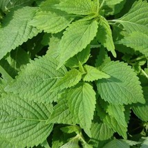 ArfanJaya Green Shiso Seeds 50 Perilla Herb Asian Mint Cuisine Annual - £6.31 GBP