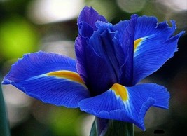 25 Seeds - Oregon Blue Iris Flower Hardy  Stunning Perennial - £6.35 GBP