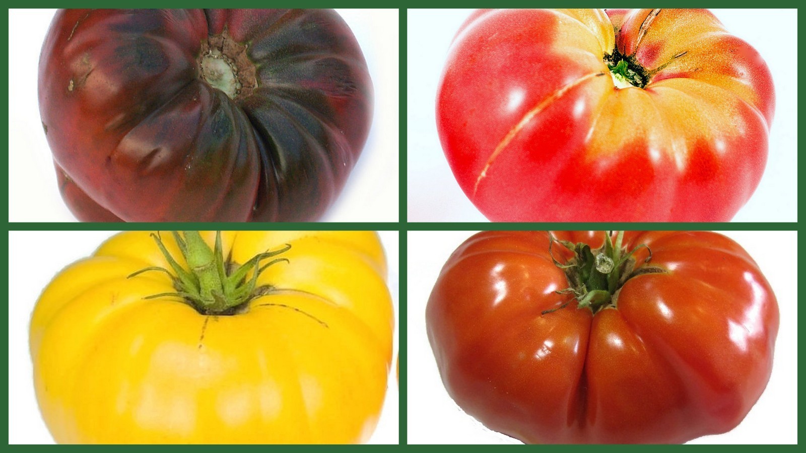 Brandywine Tomato Seeds Brandywine Tomatoes 4 Pk Special 10% Off New Fre... - $23.48