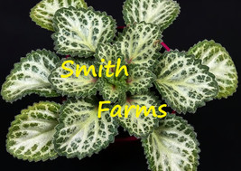 Item image 1 image 1