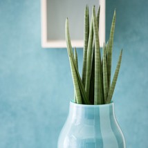Easy Grow Snake Plant African Spear Spiked Houseplant - Sansevierria Cylindrica  - £18.33 GBP