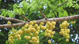 28in tall arainelli / star gooseberry / Phyllanthus acidus/ Othaheite Gr... - $197.01