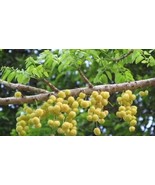 28in tall arainelli / star gooseberry / Phyllanthus acidus/ Othaheite Grosella - $197.01