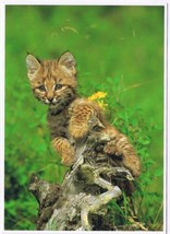 Postcard Bobcat North American Wildlife 5 x 7 - £2.90 GBP