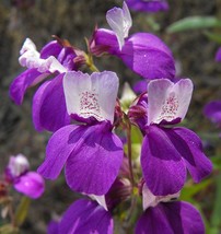 500 Chinese Houses Pagodas Collinsia Heterophylla Flower Seeds Fresh USA Fast Sh - £10.51 GBP