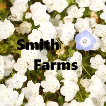 25 Seeds Snow White Nemophila Flowers Easy to Grow Planting Garden From US - £7.92 GBP