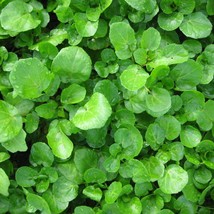 New Watercress Seeds Organic Fresh USA Garden - $9.99