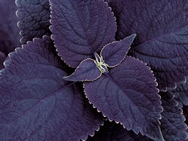 100 New Black Purple Coleus Fresh Seeds for Planting - £26.58 GBP