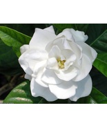 Fragrant Gardenia Starter Live Plant - Evergreen Shrub White Blooms Easy Care - $14.99