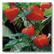 Physallis Unique Chinese Lantern Flower Seeds / Perennial - £10.93 GBP