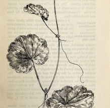 1905 Water Pennywort Wild Flower Print Pen &amp; Ink Lithograph Antique  - £13.87 GBP