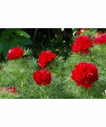 100 Seeds Double Flowering Fernleaf Peony Rubra Plena fower - $24.02
