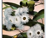 Eucalyptus Blossom Flower UNP Unused M. Reider DB Postcard M17 - £3.12 GBP
