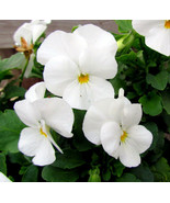 White Pansy Seeds White Viola Seeds White Pansies Seed 50Ct New Fresh US... - €8,63 EUR