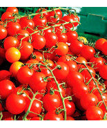 CHERRY TOMATOES SUPER SWEET LARGE SWEET TASTY HEIRLOOM NON-GMO 200 SEEDS - $5.39