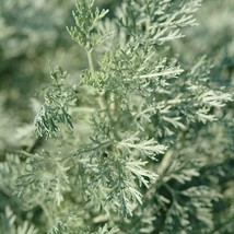 Wormwood Herb 1 Plants 1 Feet Tall Ship In 6 Pot Fresh Garden - £60.84 GBP